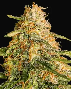 Tropic Punch