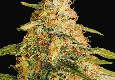 Tropic Punch