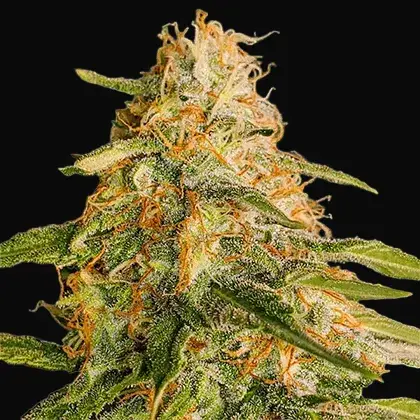 Tropic Punch