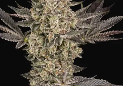 Tropical Butter Sauce Automatic