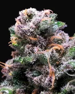 Tropical Cooler