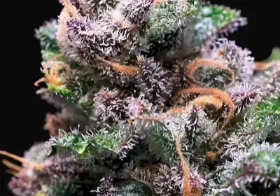 Tropical Cooler