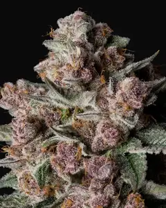 Tropical Jam