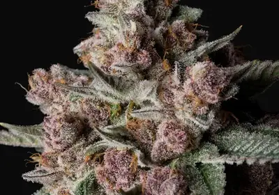 Tropical Jam