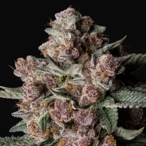 Tropical Jam