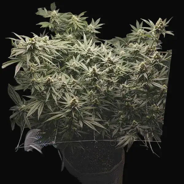 Tropical Mirage Limited Edition — zdjęcie 3