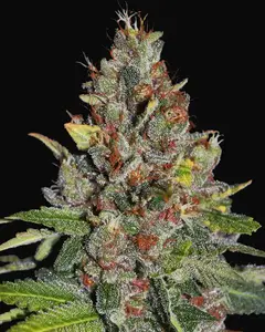 Tropical Punch