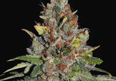 Tropical Punch