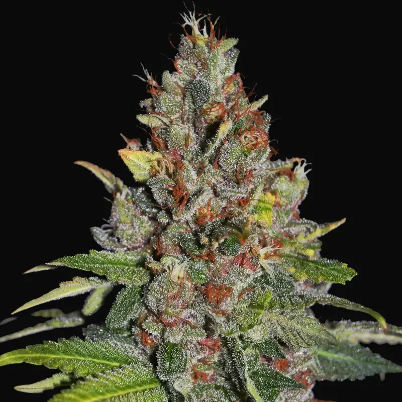 Tropical Punch