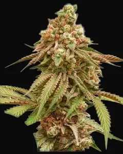 Tropical Tangie