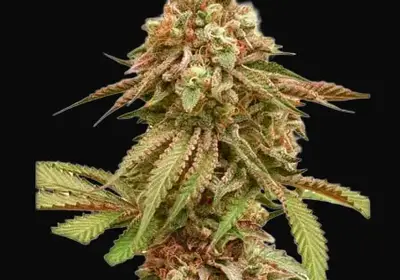 Tropical Tangie