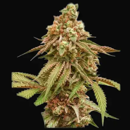 Tropical Tangie