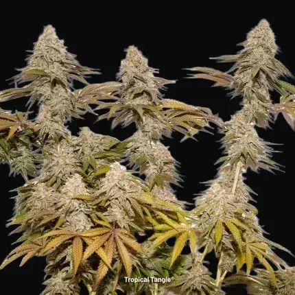 Tropical Tangie — zdjęcie 2