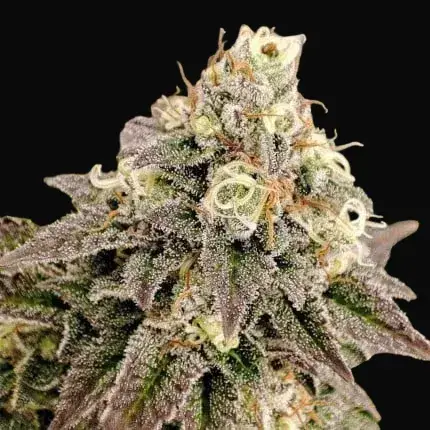 Tropical Tangie — zdjęcie 4