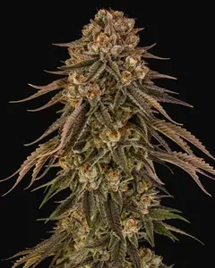 Tropical Velvet Fast CBD