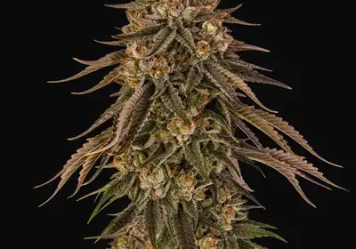 Tropical Velvet Fast CBD