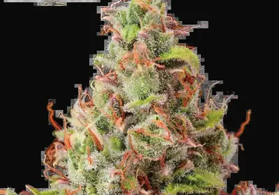 Tropical Zmoothie Auto