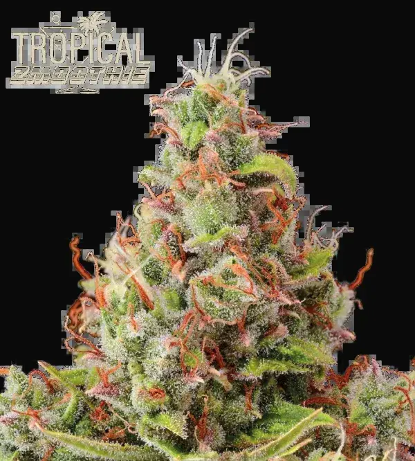 Tropical Zmoothie Auto