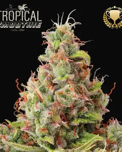 Tropical Zmoothie Auto