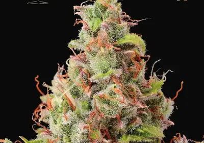 Tropical Zmoothie Auto