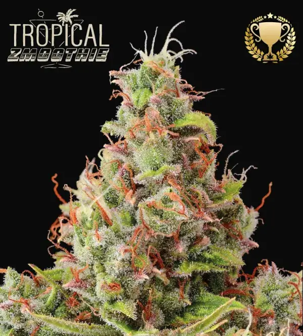Tropical Zmoothie Auto