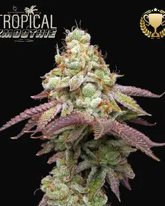 Tropical Zmoothie