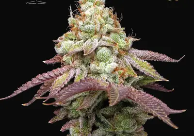 Tropical Zmoothie