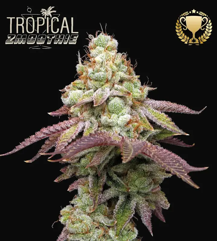 Tropical Zmoothie