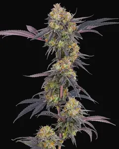Tropicana Cherry