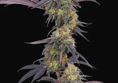 Tropicana Cherry