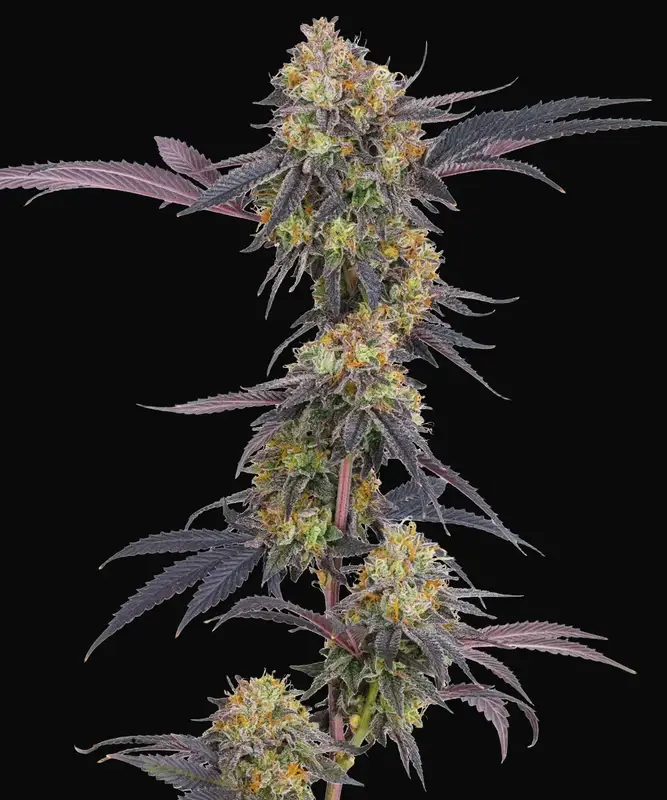 Tropicana Cherry