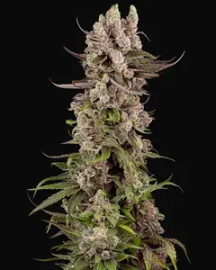 Tropicana Cherry Gelato Feminized