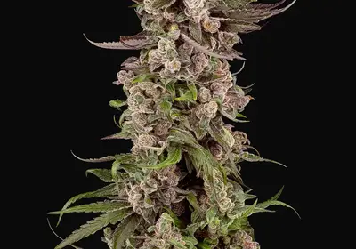 Tropicana Cherry Gelato Feminized