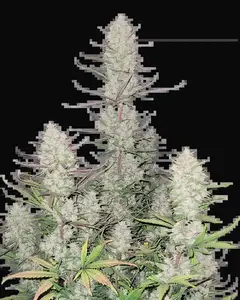 Tropicana Cookies Auto