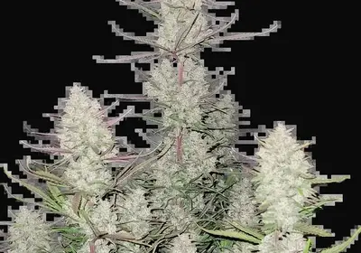 Tropicana Cookies Auto
