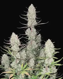 Tropicana Cookies Auto