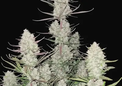 Tropicana Cookies Auto