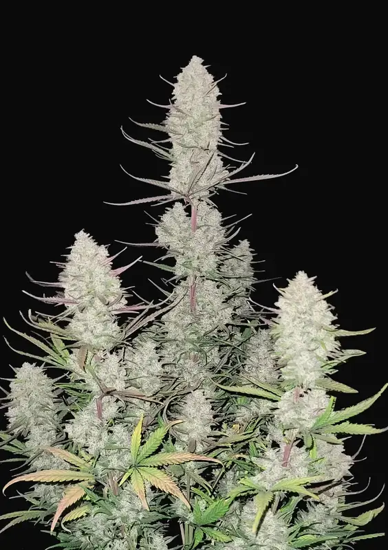 Tropicana Cookies Auto