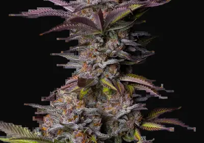 Tropicana Cookies FF
