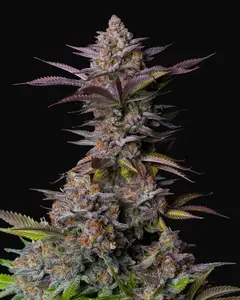 Tropicana Cookies FF