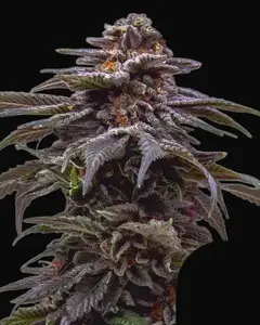 Tropicana Cookies Purple Auto