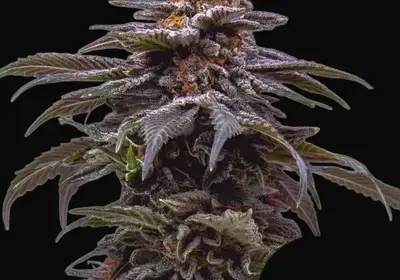 Tropicana Cookies Purple Auto