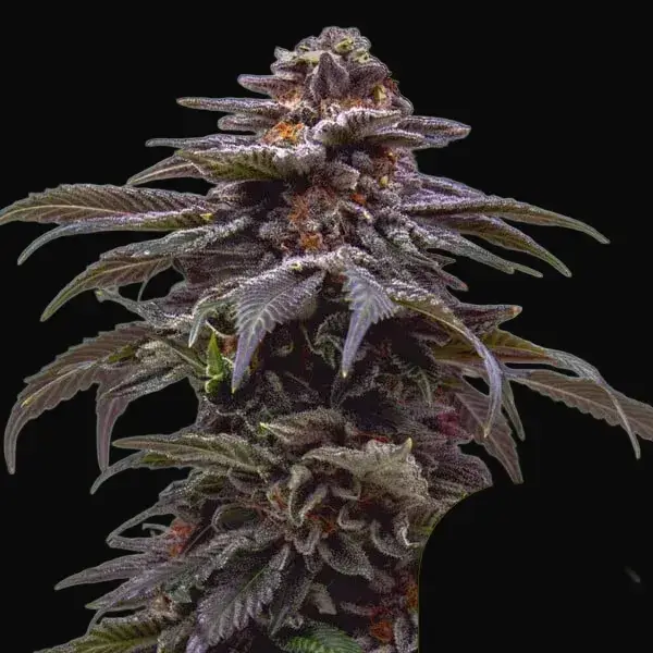 Tropicana Cookies Purple Auto