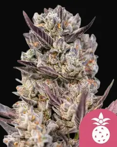 Tropicana Cookies Purple