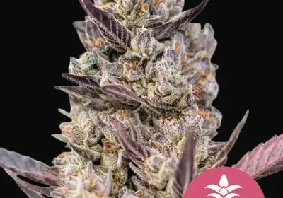 Tropicana Cookies Purple