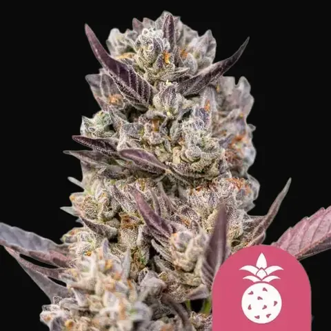 Tropicana Cookies Purple