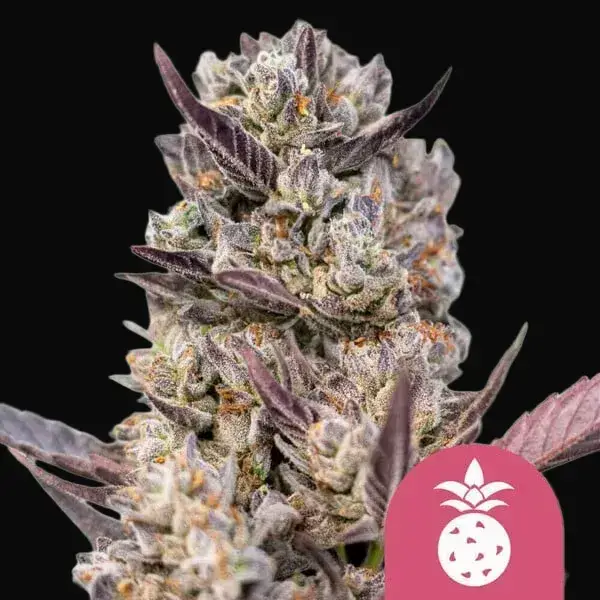 Tropicana Cookies Purple