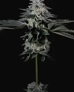 Tropicana Crush