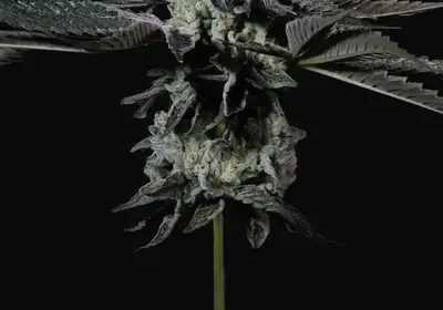 Tropicana Crush