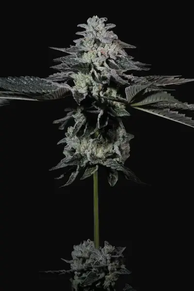 Tropicana Crush